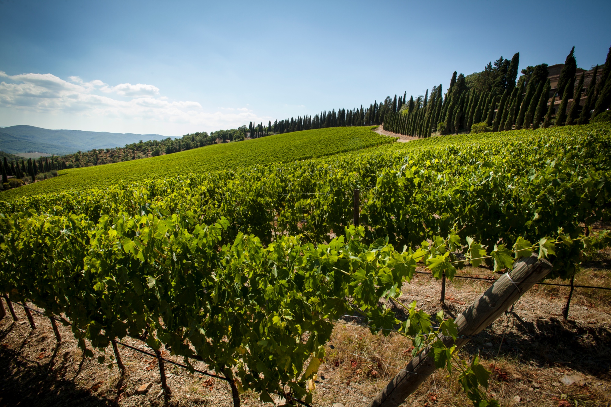 Vignes autour de Radda in Chianti