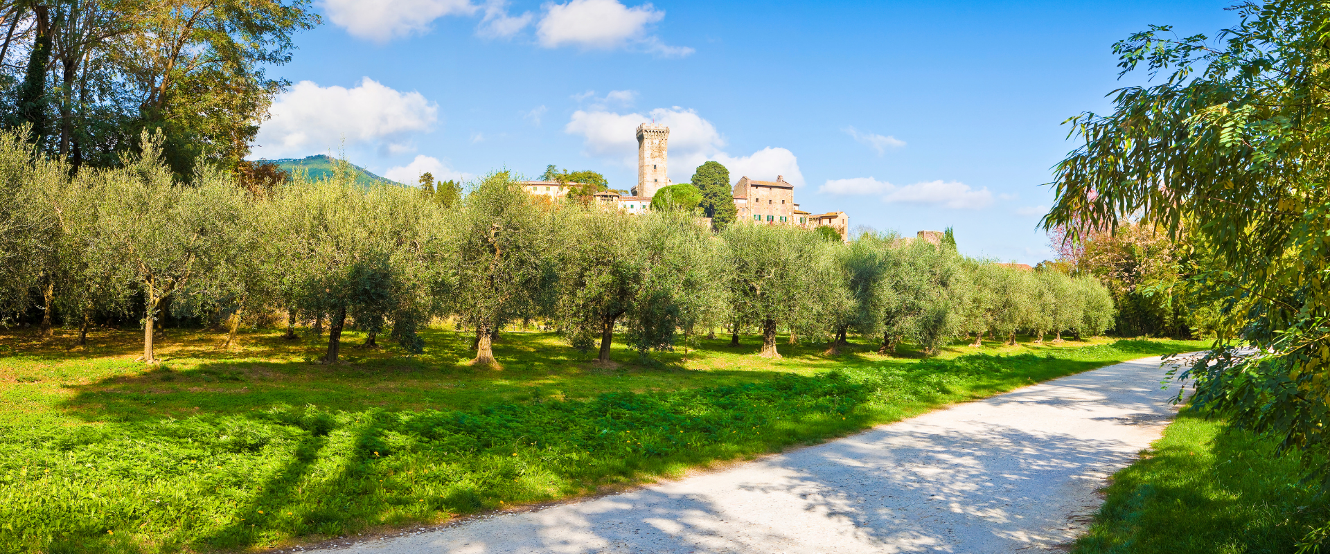 Vicopisano - La route de l'huile d'olive - Terres de Pise