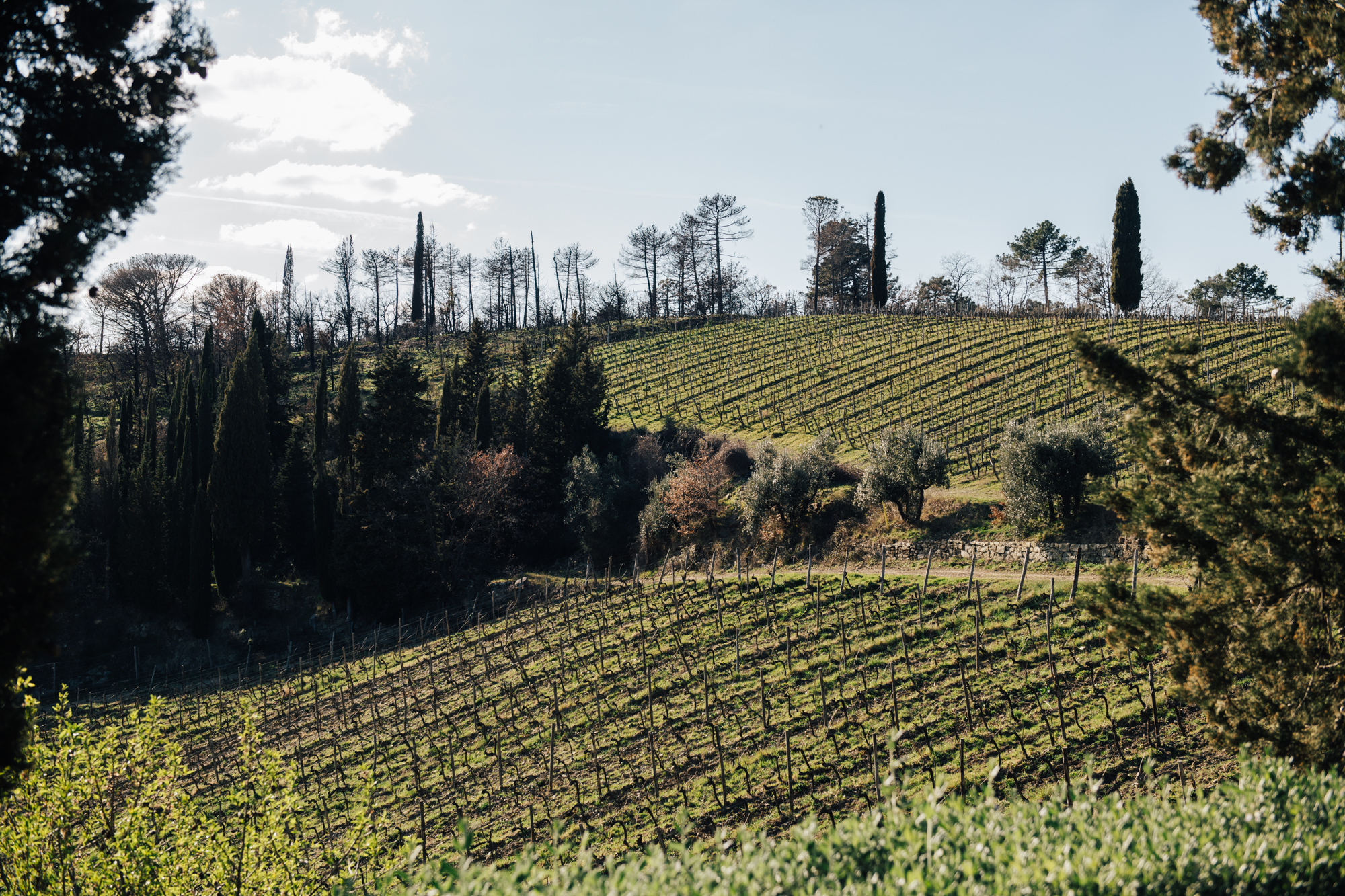 Chianti wine experience : dégustation de vins et visite de la cave au départ de Florence