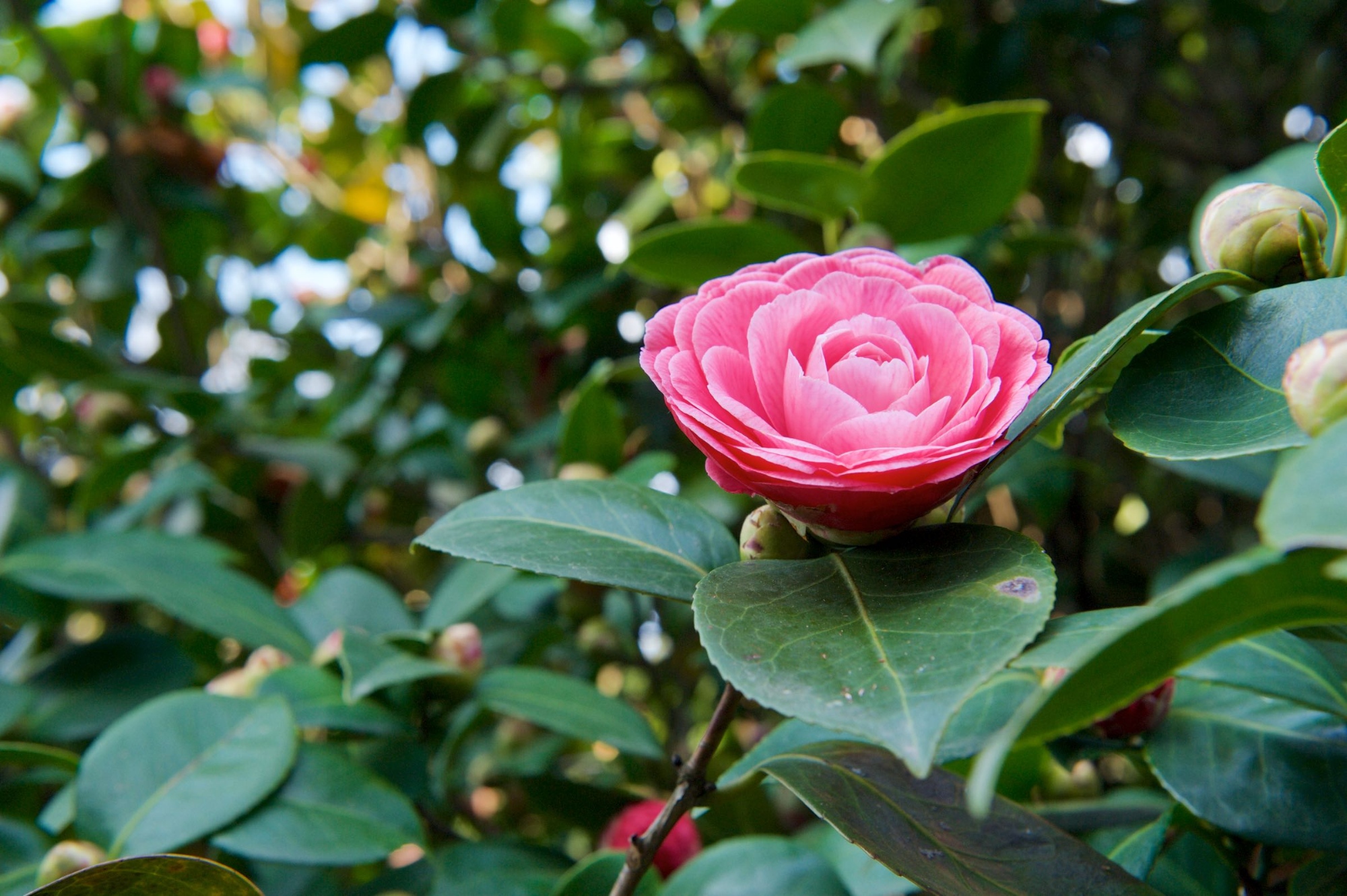 Una camelia