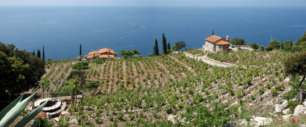 Vignoble en bord de mer