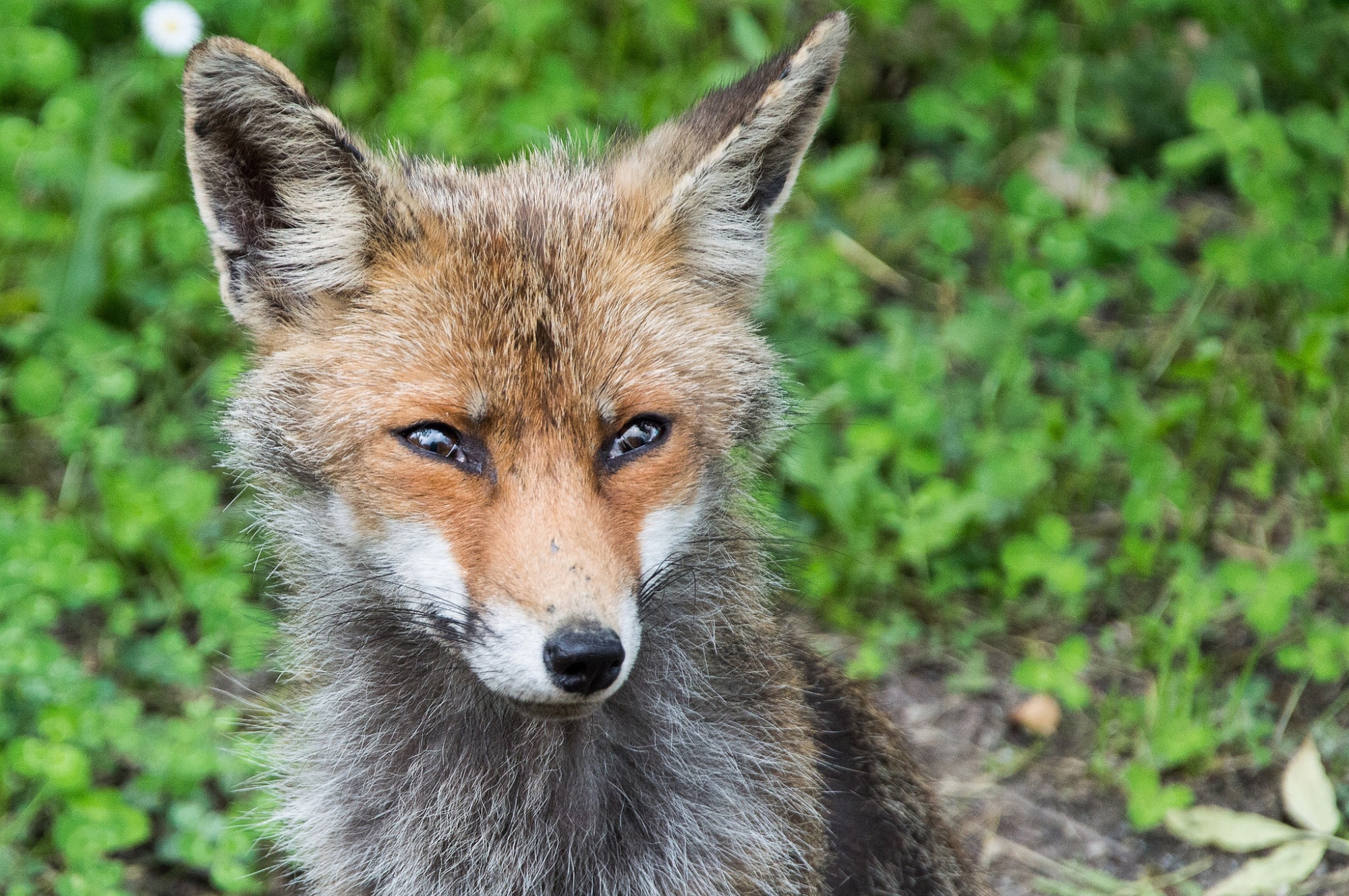 Faune de la réserve de Berignone