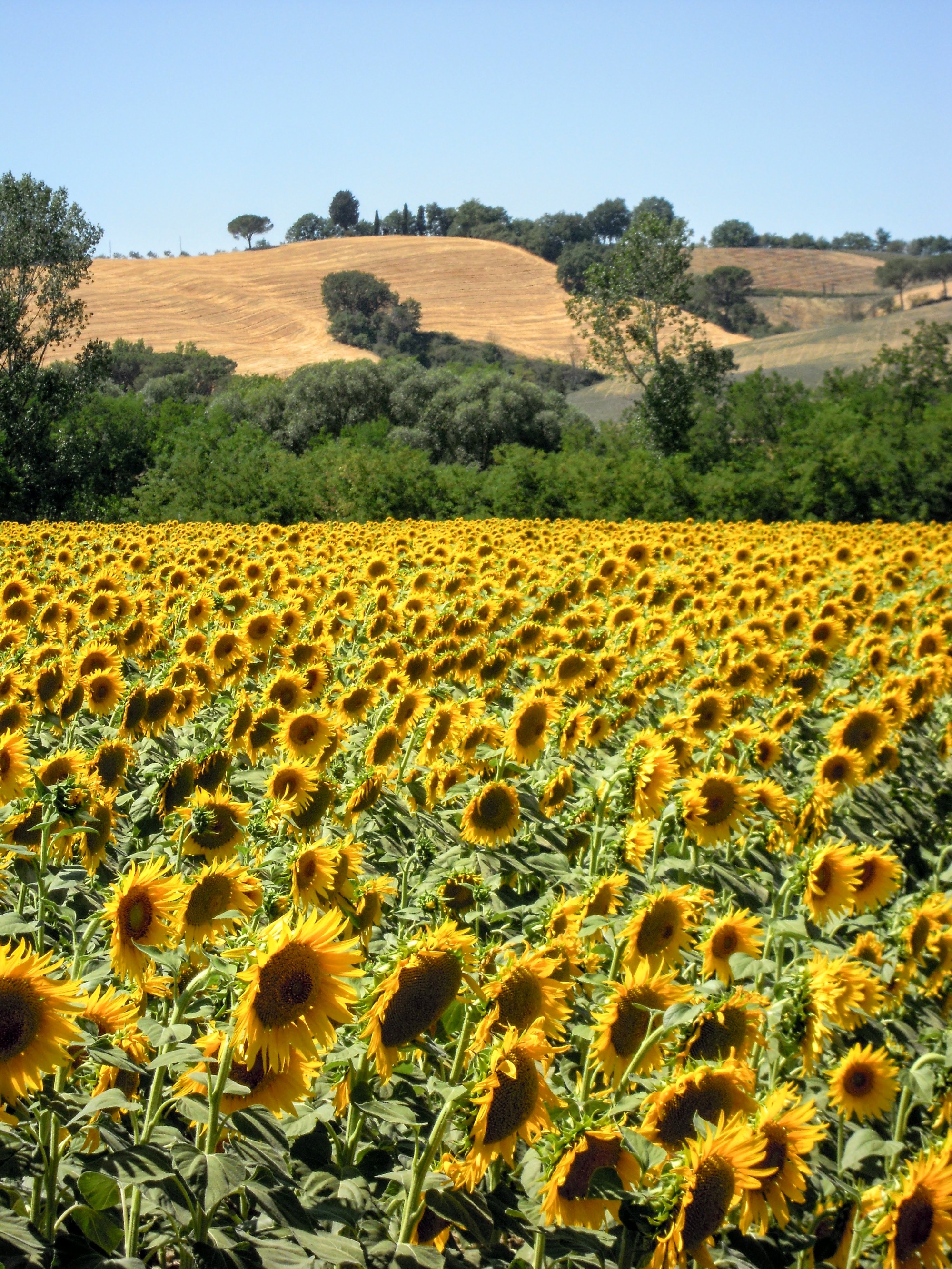 Tournesols autour d'Asciano