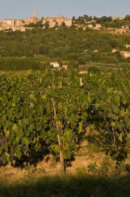 Montepulciano and its vineyards