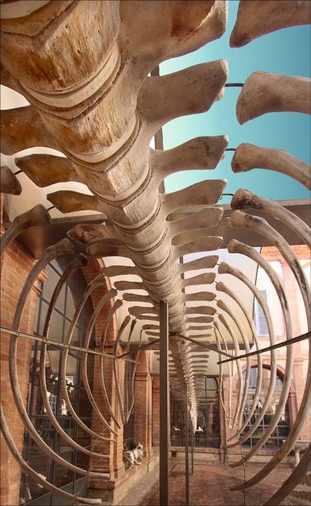 Squelette de rorqual commun