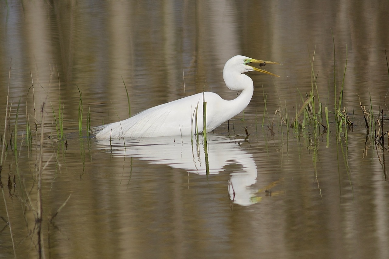 Great Egret at the Tuscan Nature Itinerary