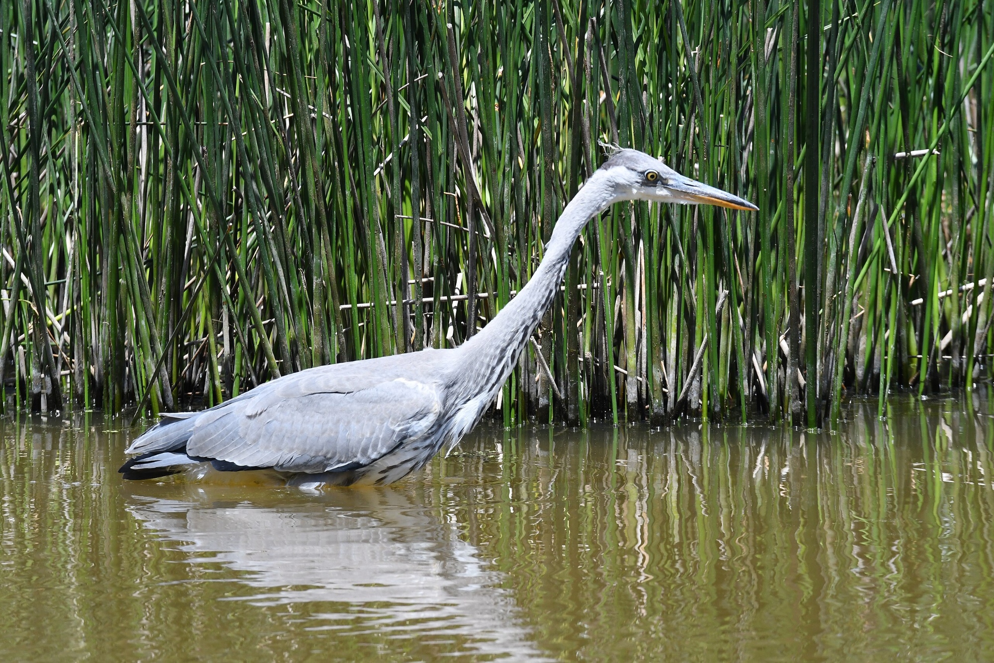 Un héron cendré dans les eaux du marais de Bolgheri