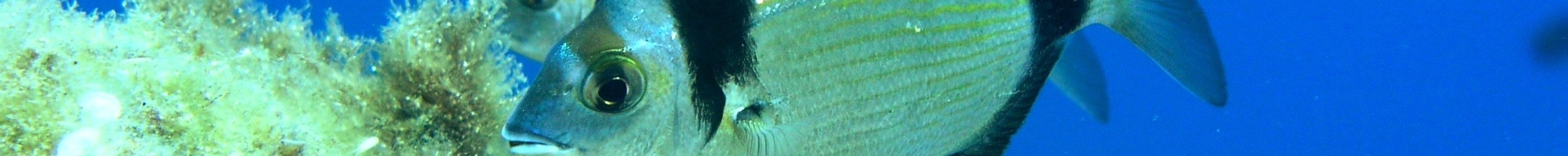 Elbe et Îles de la Toscane