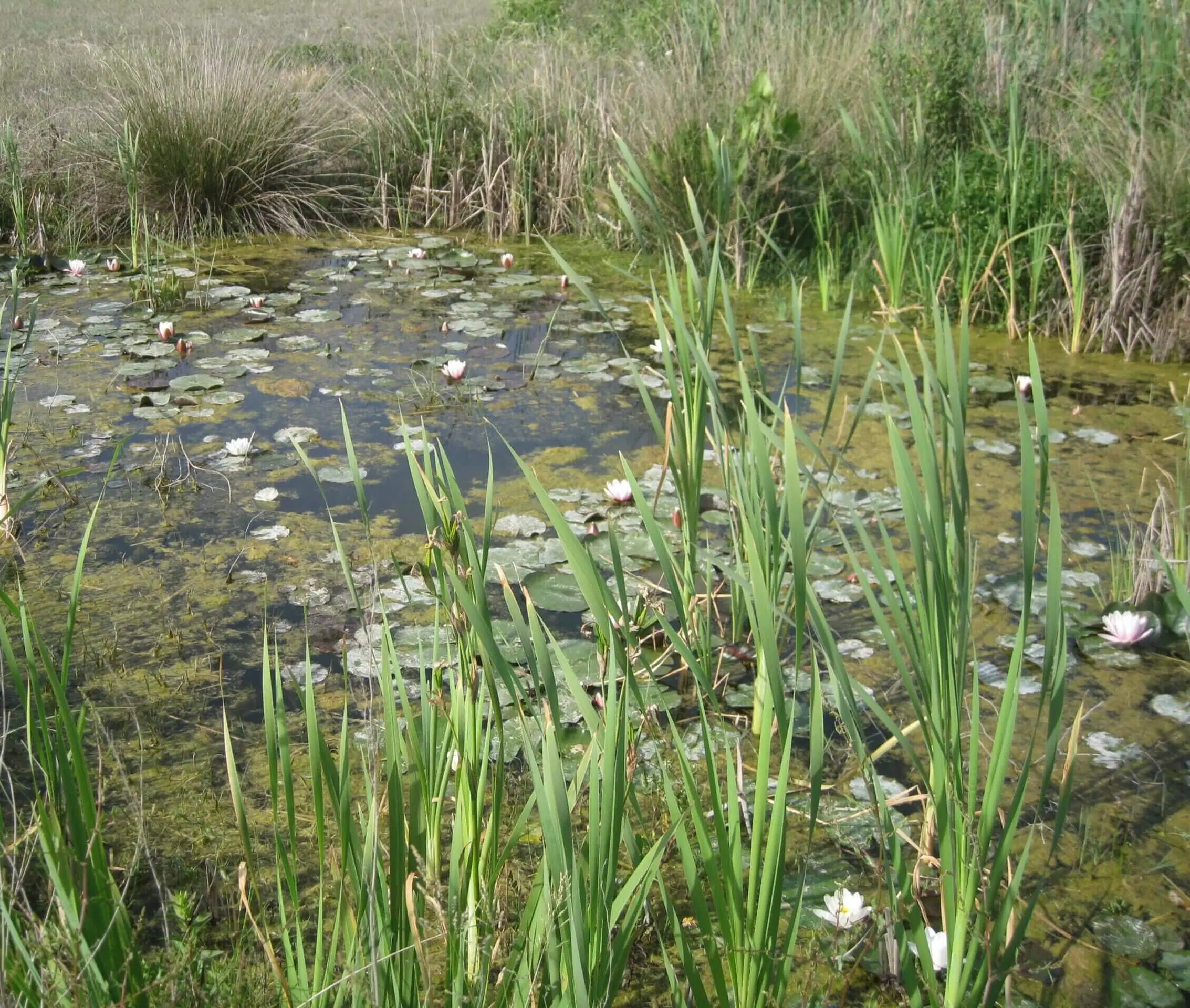 Oasis des dunes du WWF