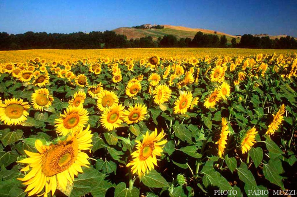 Un champ de tournesols en Toscane