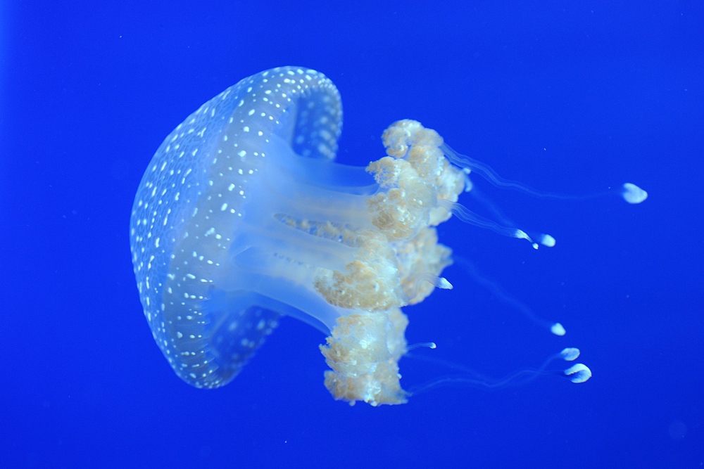 Aquarium de Livourne