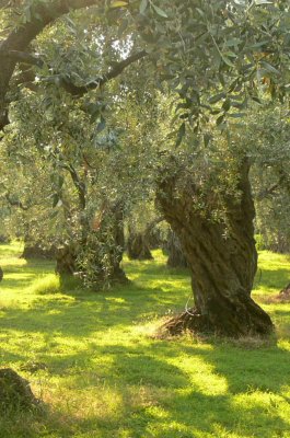 Olive trees in Terre di Siena