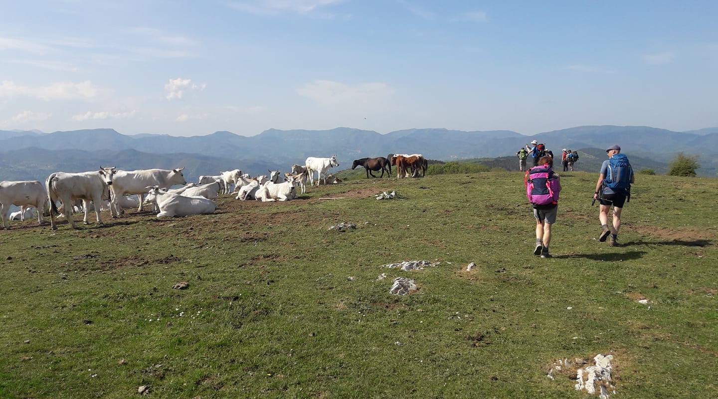 Touristes marchant le long de la Route de la laine et de la soie avec des vaches et des montagnes en arrière-plan