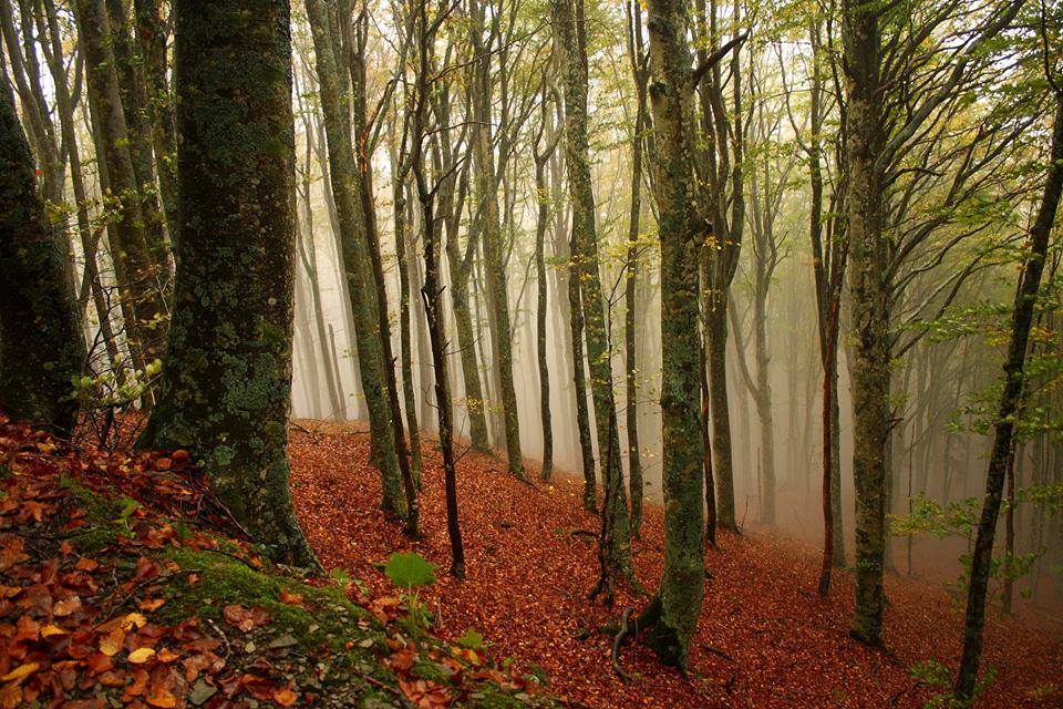 Parc Forêts du Casentino