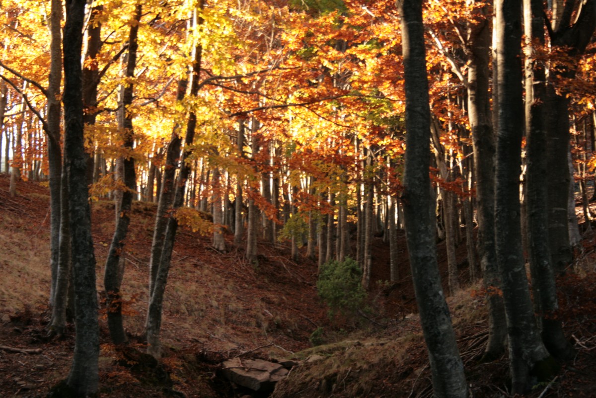 L'automne dans le Casentino