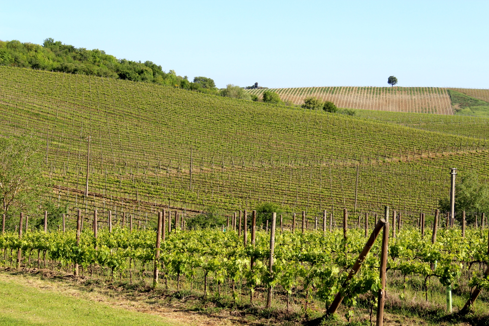 Vignobles du Chianti