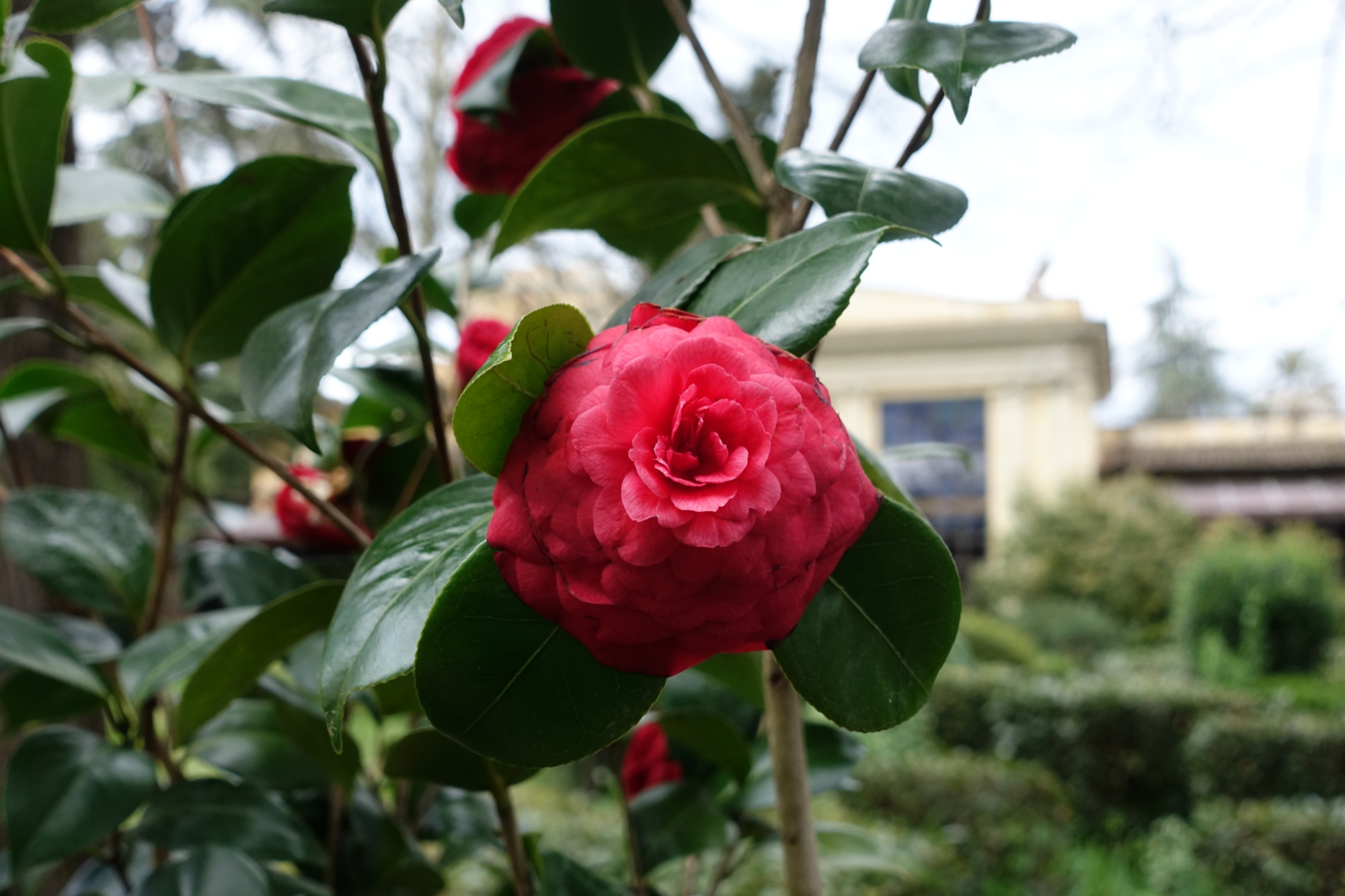 Camélias en fleurs au Parc Stibbert