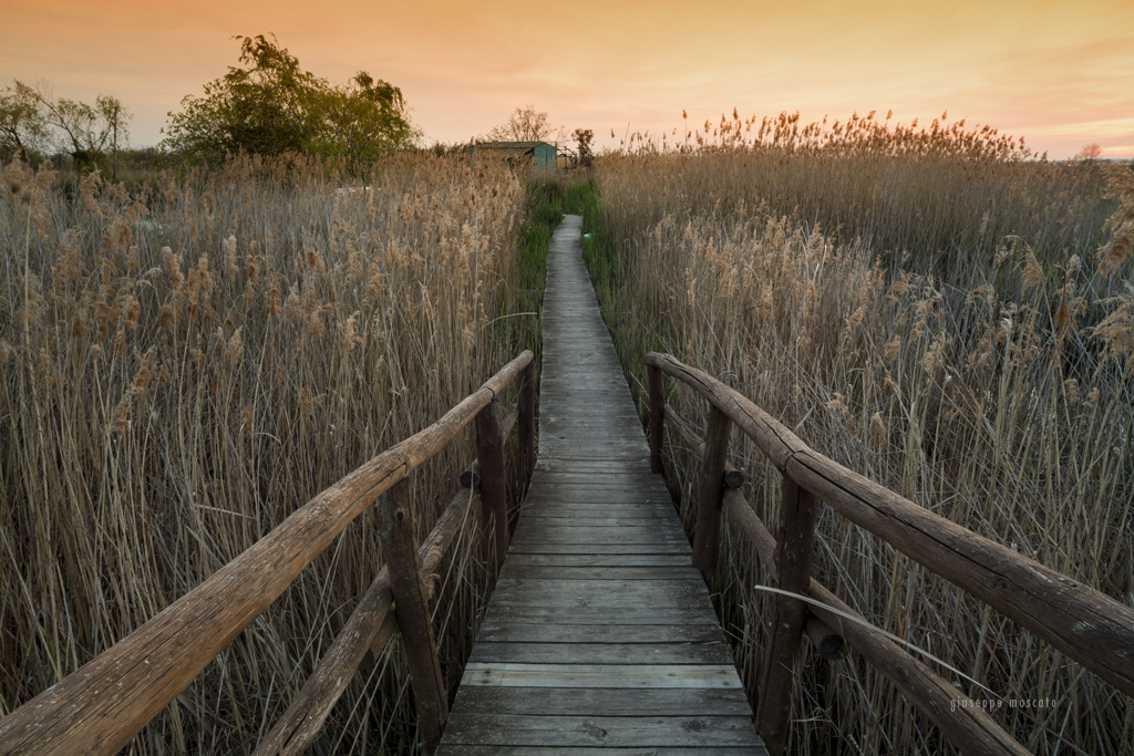 L'Oasis Lipu du lac Massaciuccoli