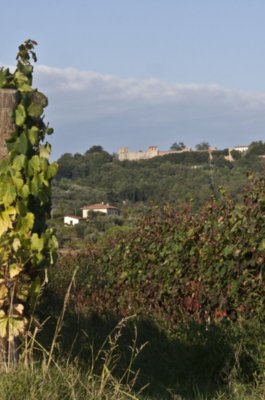 Montecarlo and its vineyards