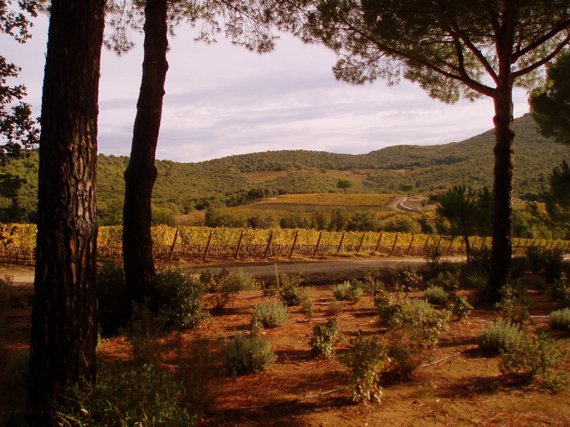 Bolgheri