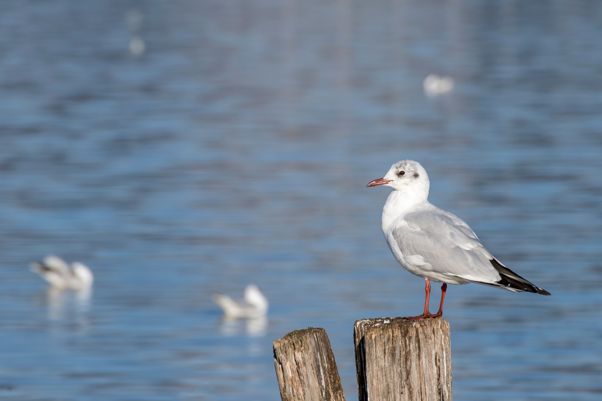 Lac Massaciuccoli