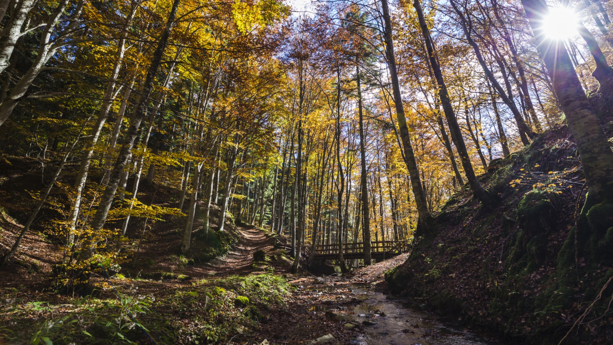 Les Forêts Sacrées du Casentino