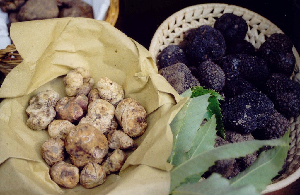 Tartufo bianco e nero: eccellenze di Toscana