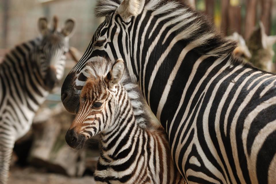 Les zèbres du zoo de Pistoia