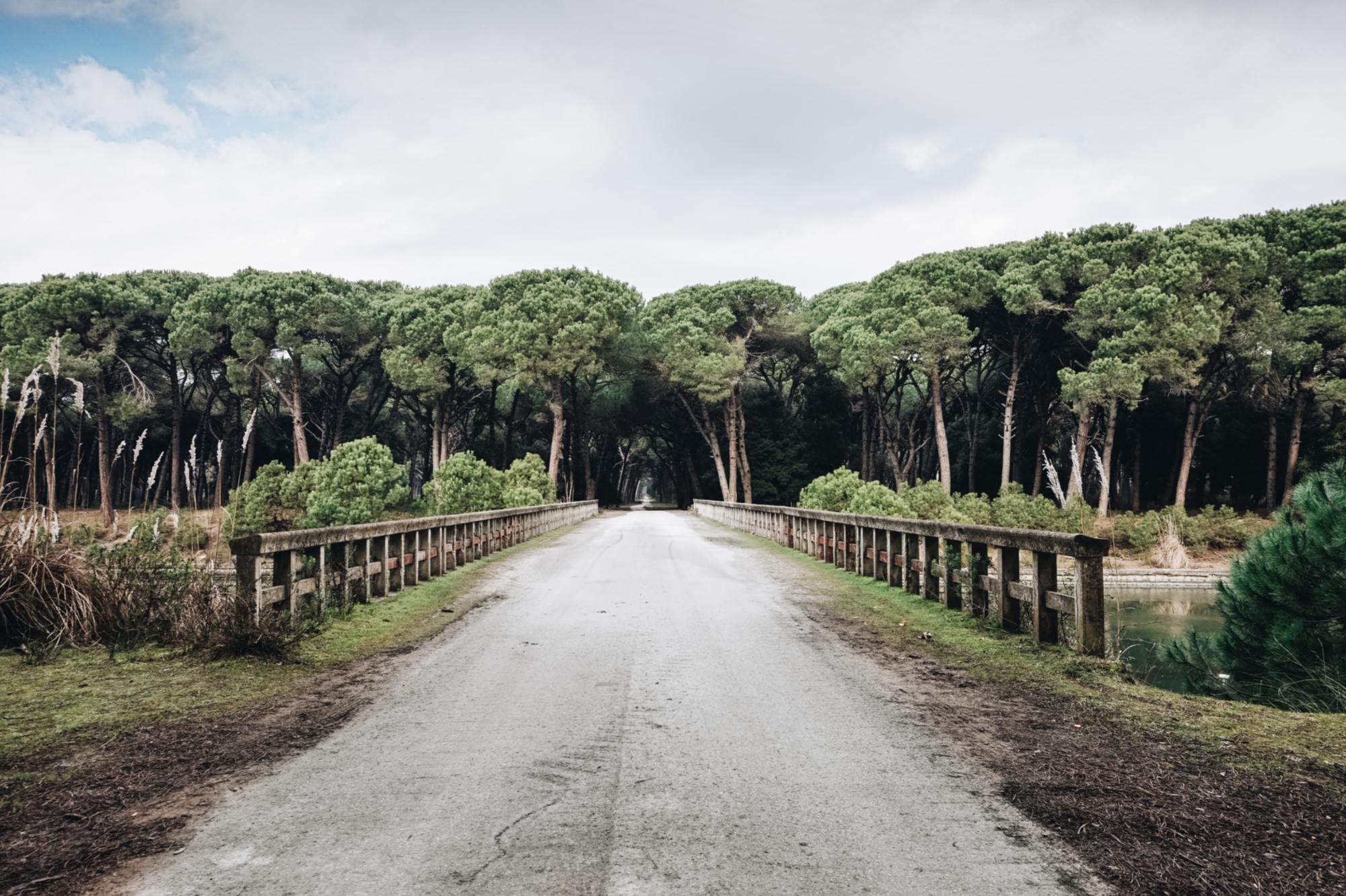 Le parc régional de Migliarino San Rossore et Massaciuccoli