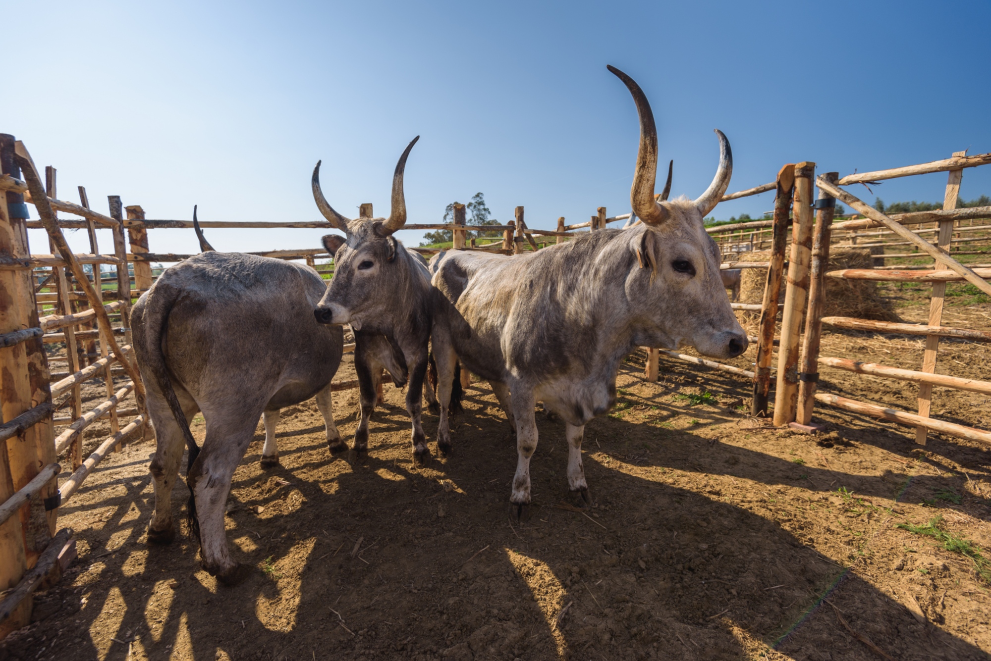 Vaches de race Maremmana