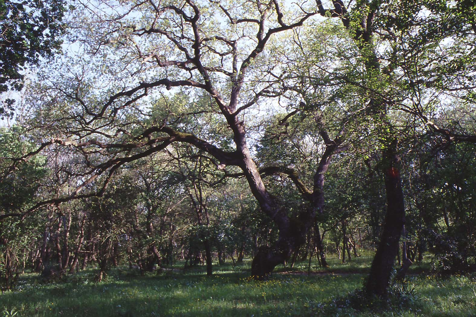 Le Parc côtier de la Sterpaia