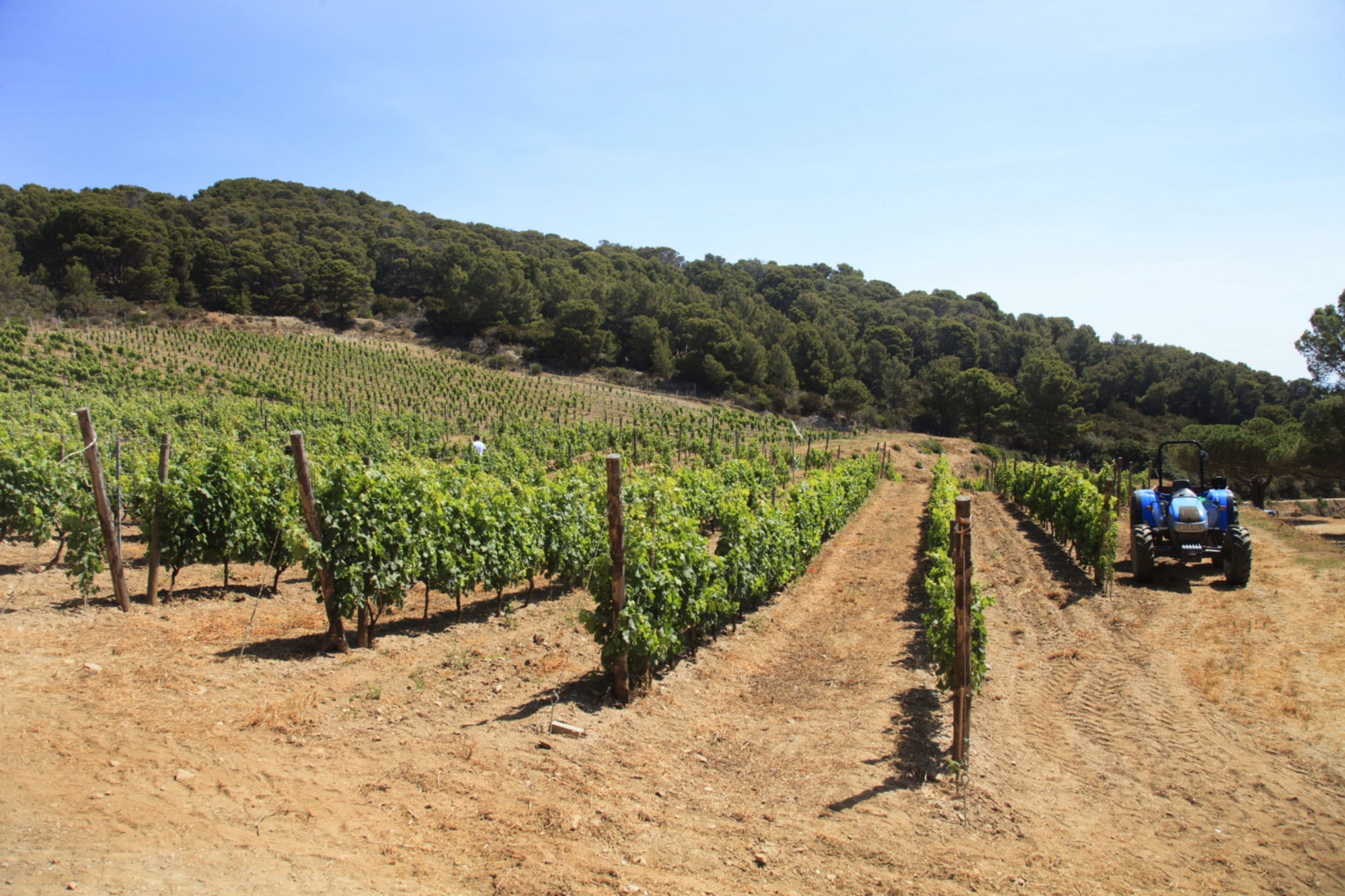 Un vignoble sur l’île de Gorgona