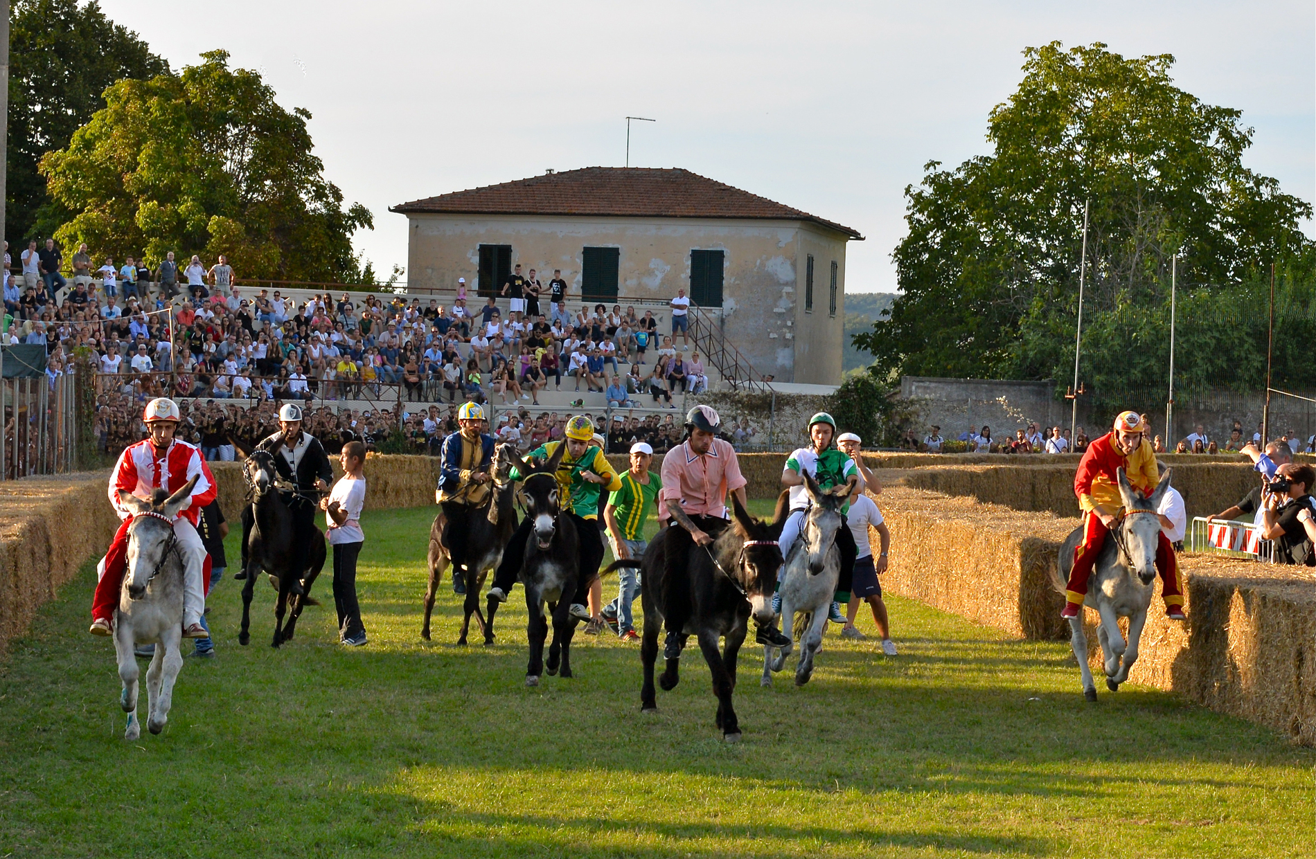 7 jockeys en costumes colorés montent de petits ânes à l’intérieur d’une piste bordée de bottes de foin, au stade Marconi, pendant le Palio dei Ciuchi