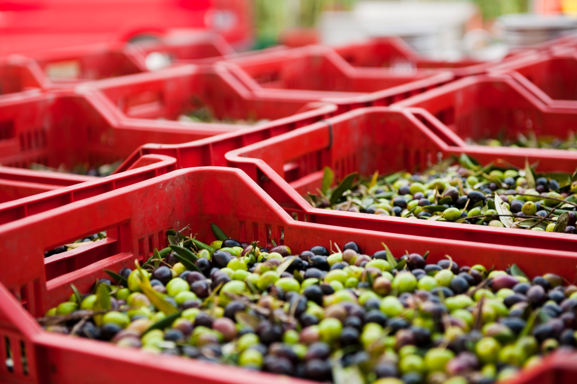 Les olives : une matière première de qualité pour l'Huile de Toscane IGP