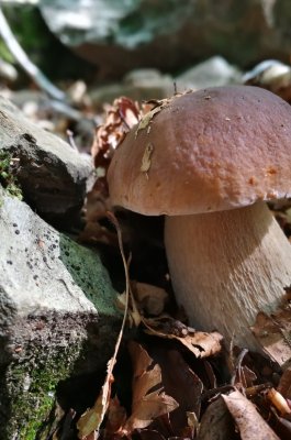 Mushroom of Borgotaro PGI