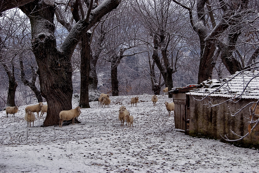 Moutons à Arcidosso (Maremme)