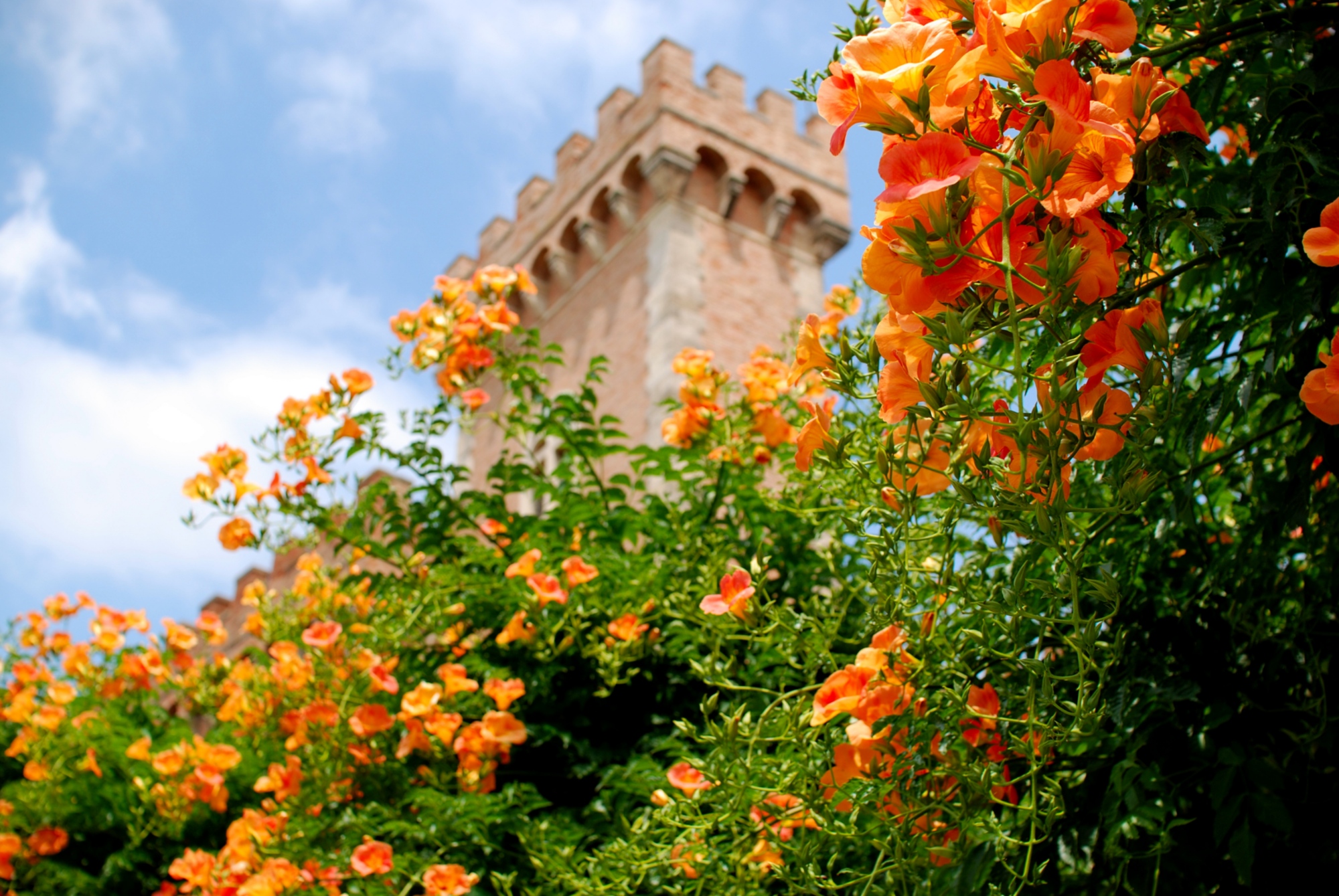 Gros plan de fleurs à Bolgheri, avec une tour du château floue en arrière-plan