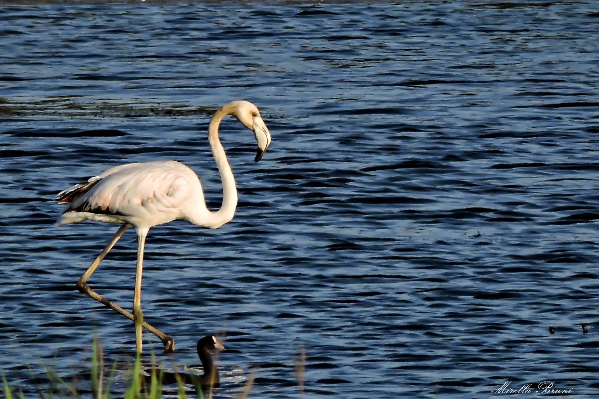 Flamant à l'Oasis de Bottagone