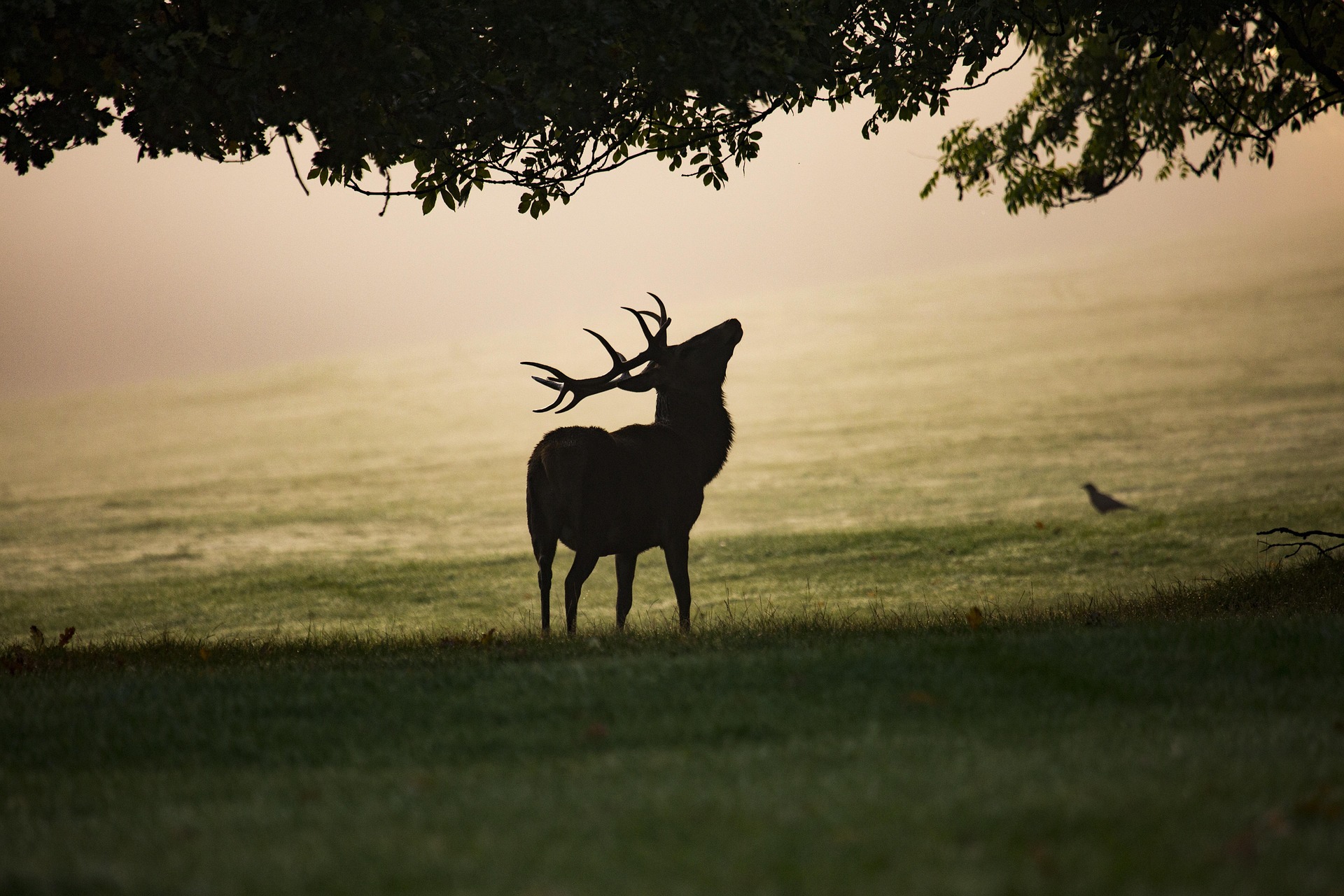 Le cerf dans la forêt