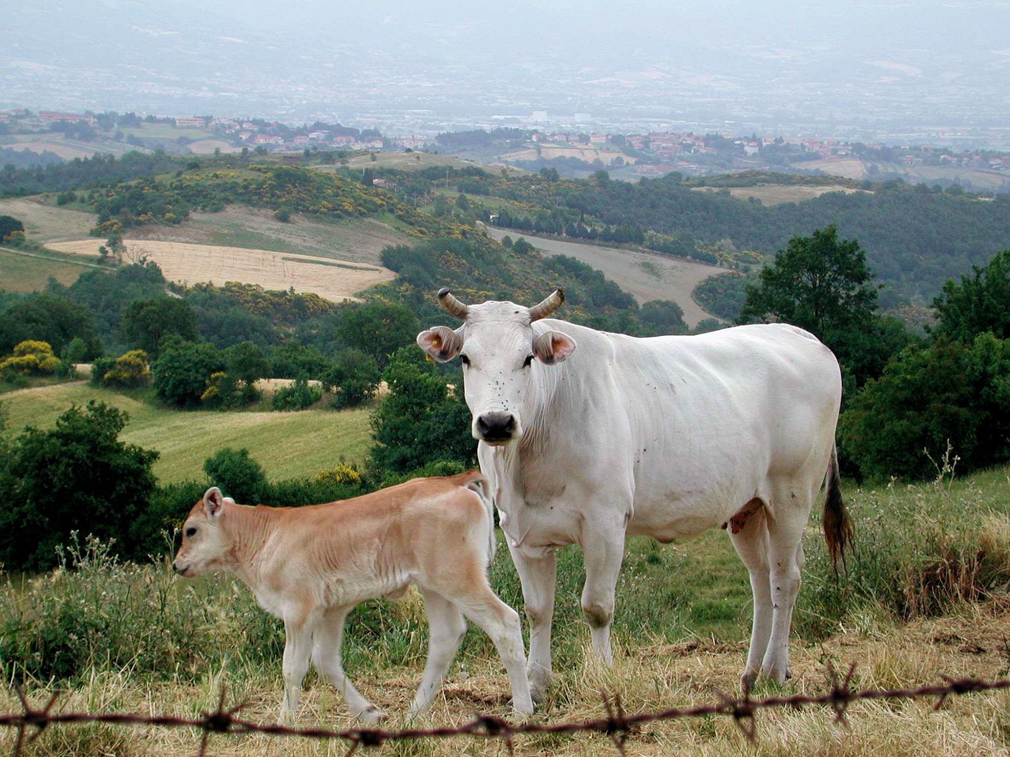 Bovins chianina