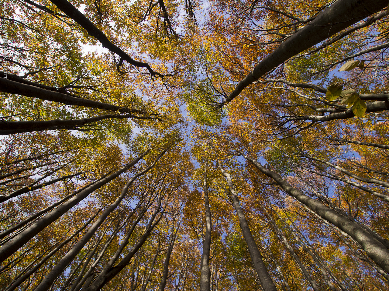 Sommets forêts du Casentino