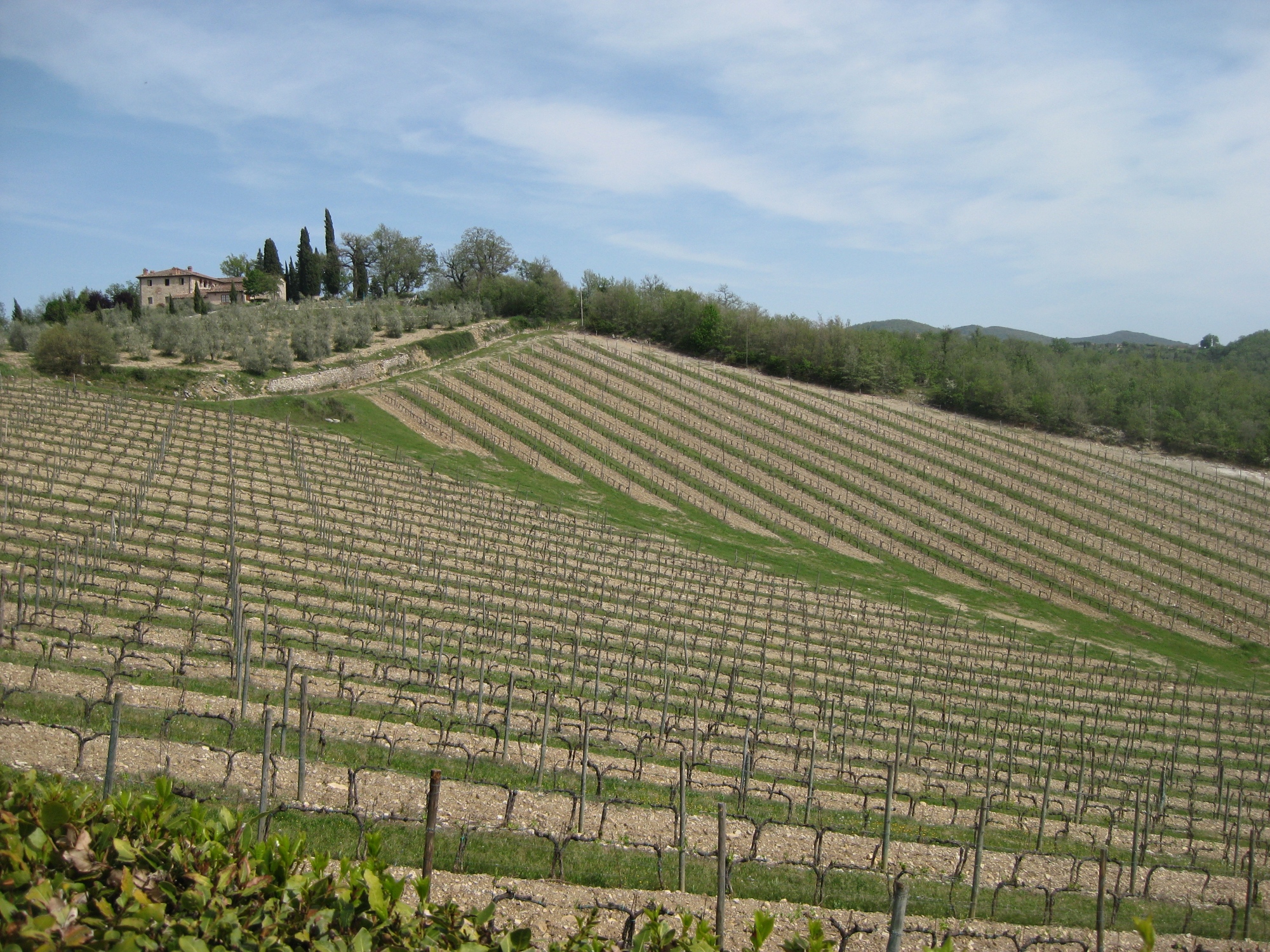 Collines autour du Château de Meleto