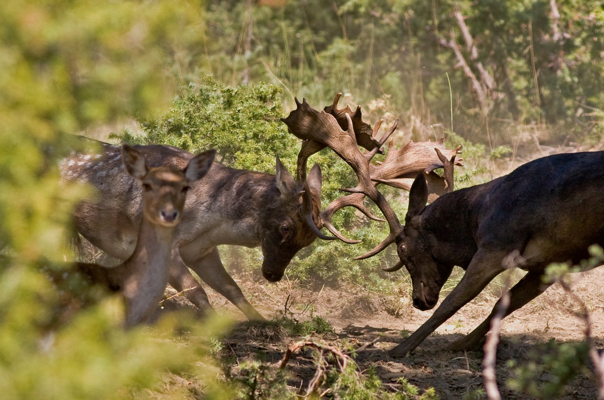 Daims dans le Parc des Forêts du Casentino