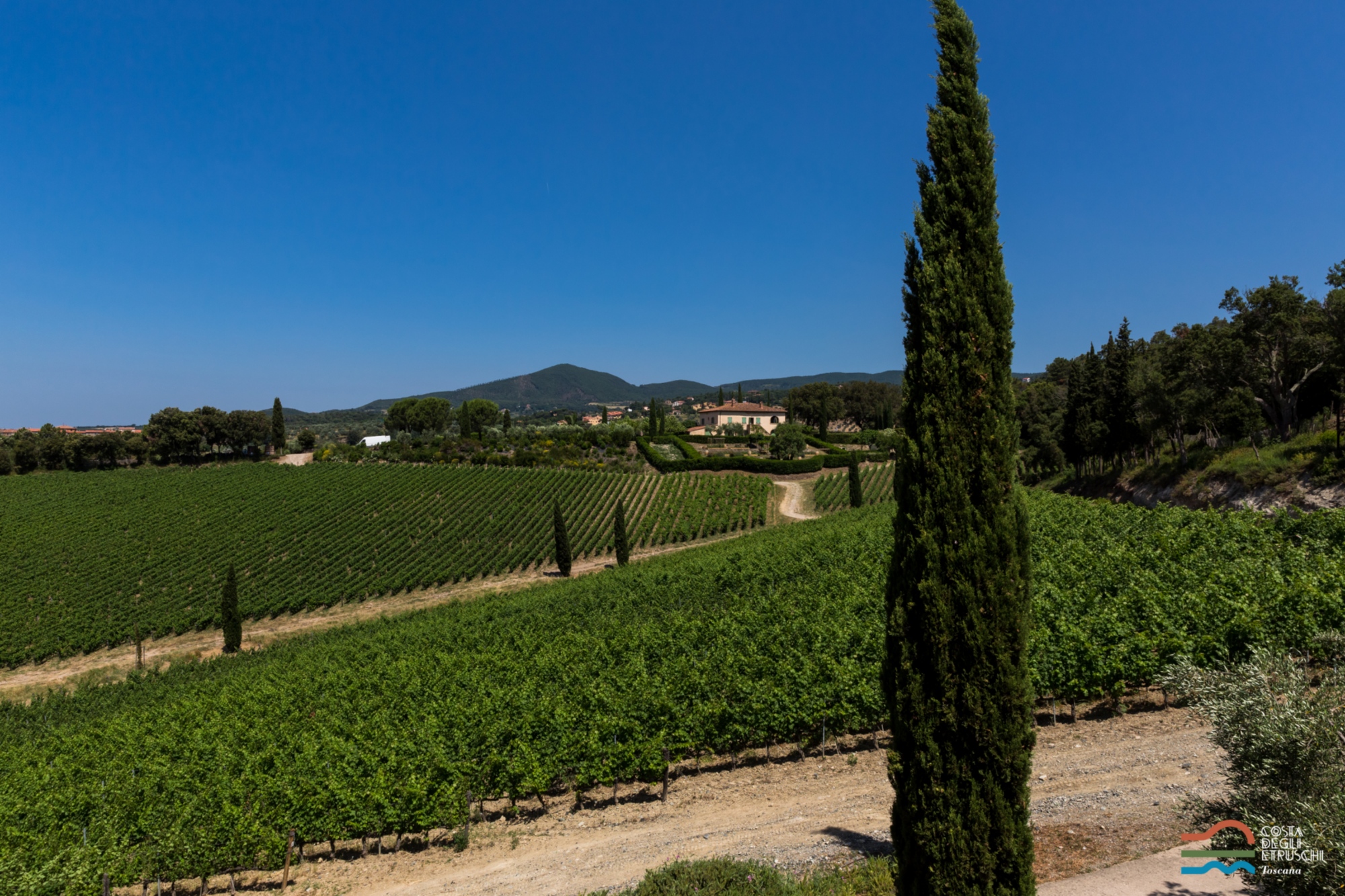 Vignobles sur la Côte des Étrusques