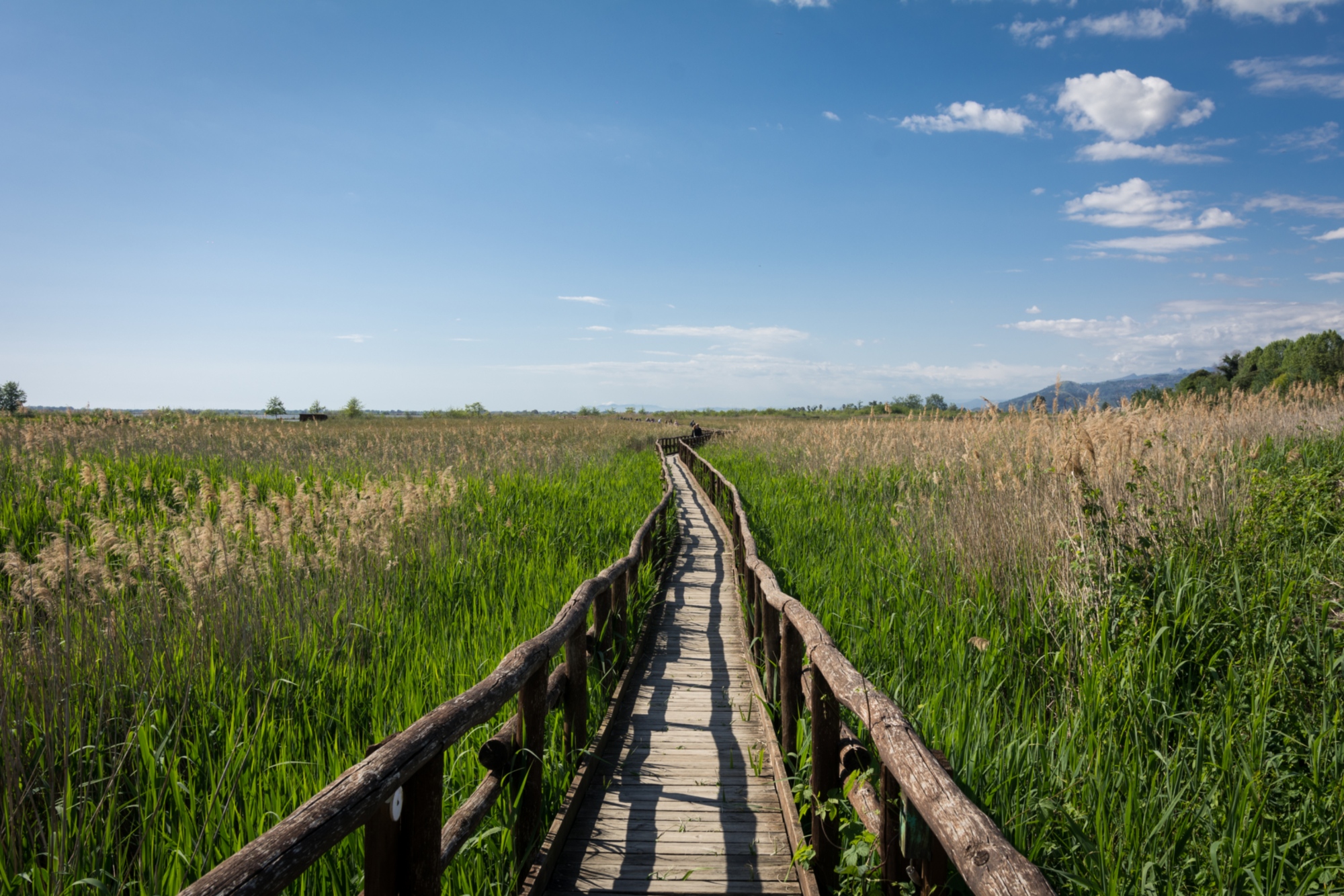 Parc de Massaciuccoli