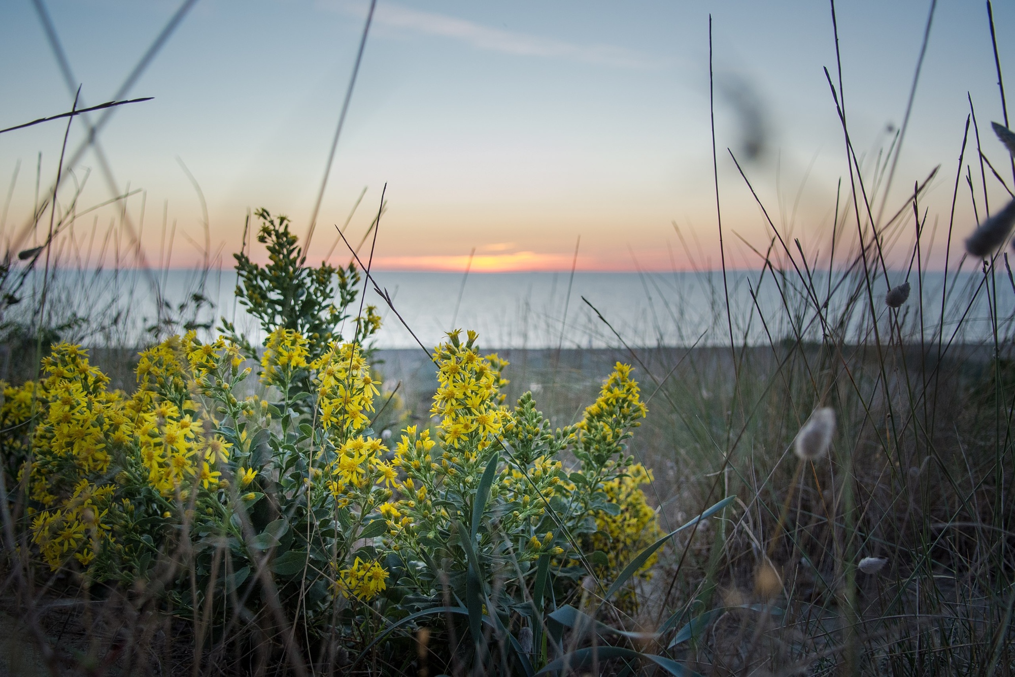 La verge d'or (Solidago virgaurea) dans l'oasis WWF Dune de Tirrenia