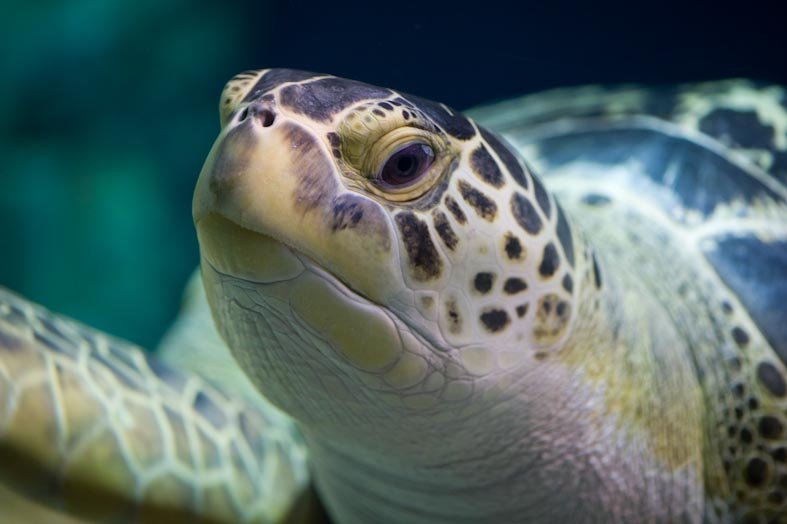 La tortue de l’Aquarium de Livourne