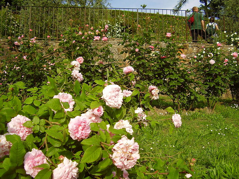 Le Jardin des Roses à Florence