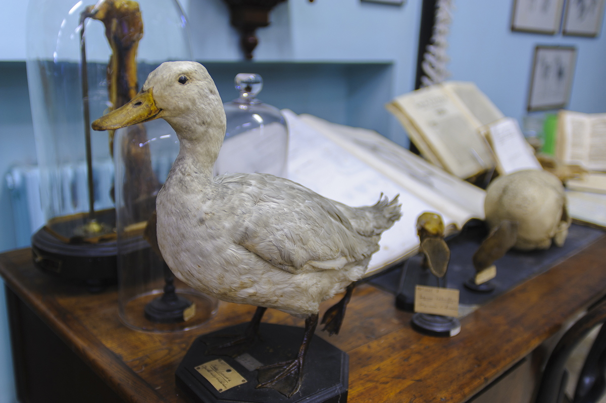 Musée d'anatomie vétérinaire