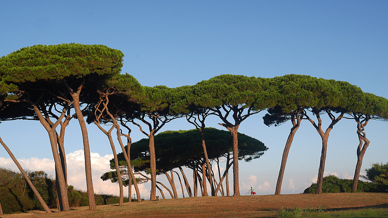 Pinède le long de la côte de Pise à Piombino